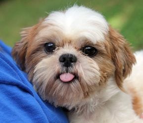 Shih tzu tonguing out