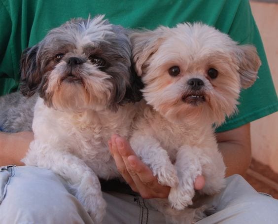 Shih Tzu shampoo - Ways to keep fleas away from your Shih Tzu