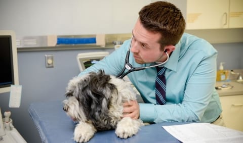 shih tzu with a doctor