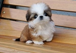 Shih tzu specific problems