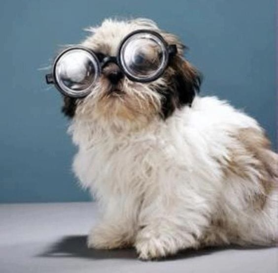shih tzu is wearing spectacles