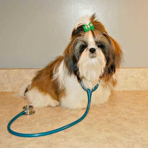 Signs That Your Shih Tzu Is Not Well