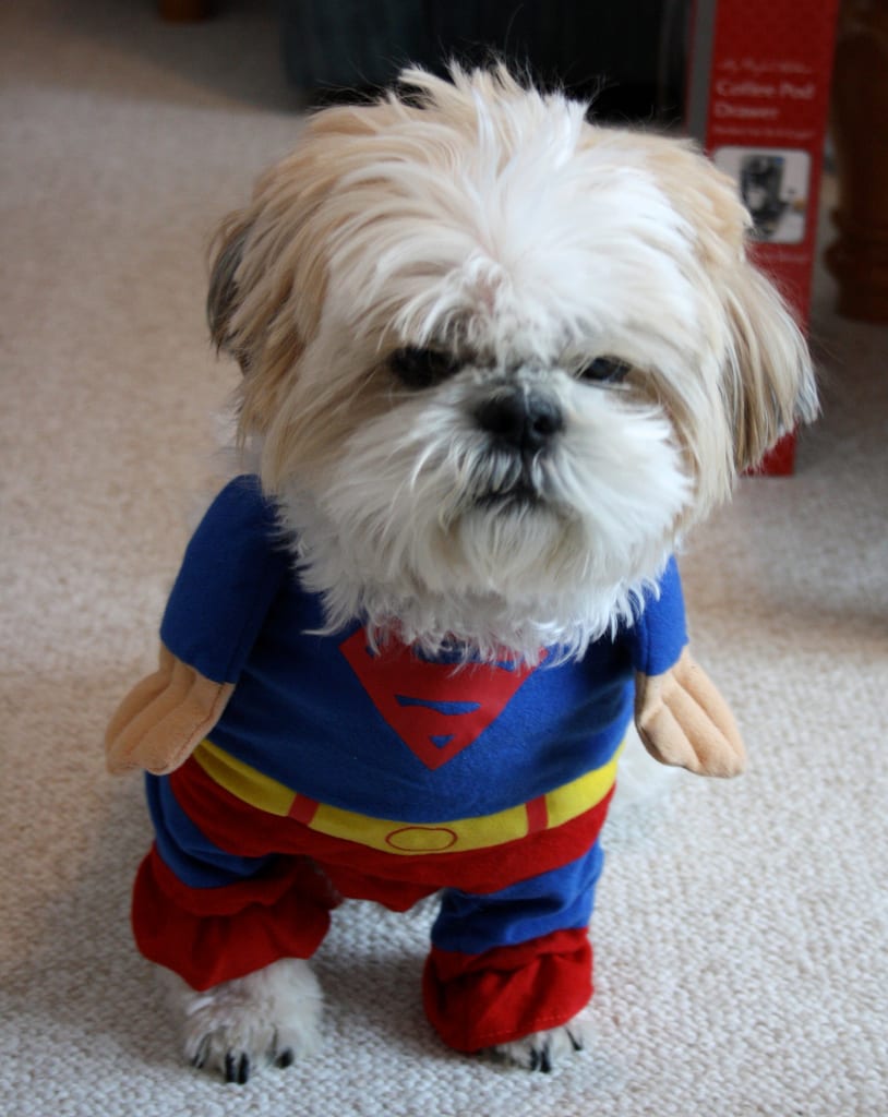 Movie Inspired Shih Tzu costumes - superman