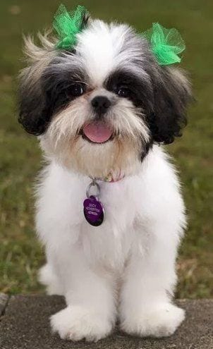 Shih Tzu makes you feel that you belong