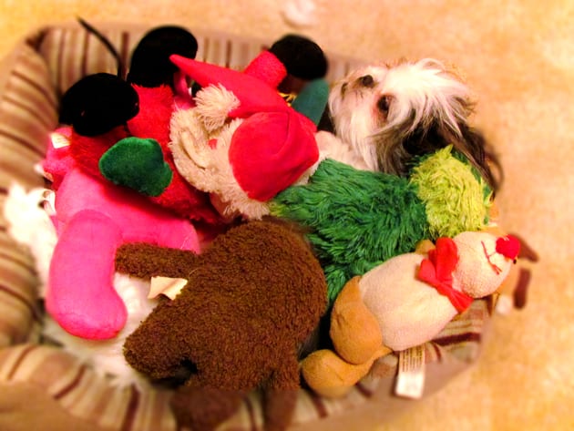 Taking Care Of Your Shih Tzu Puppy - Toys