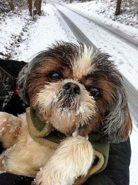 20 travelling shih tzu tips better journey-shih tzu snowy 