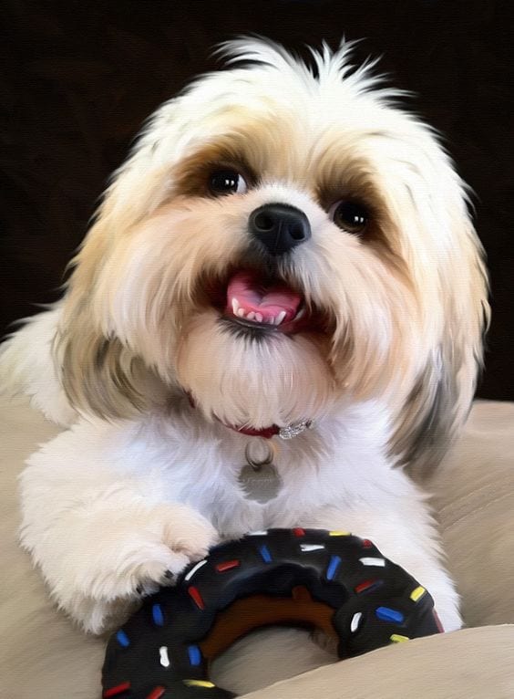 No extra feeding-shih tzu holding a donut