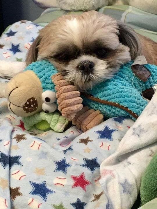 Shih tzu lying down