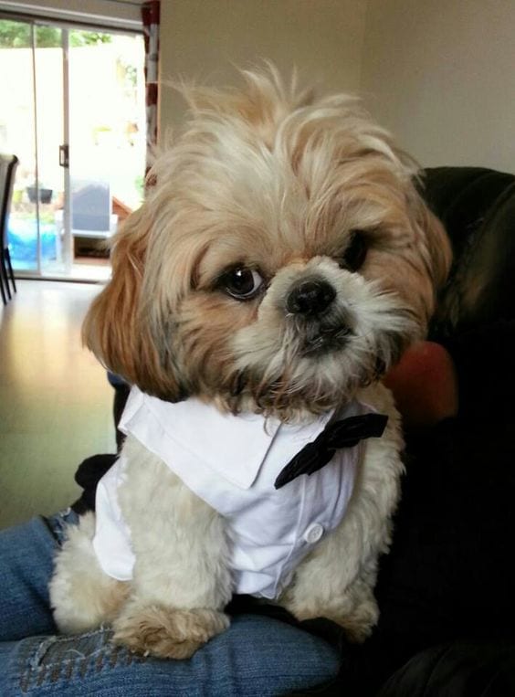 Keep the temperature normal- Shih tzu in suit
