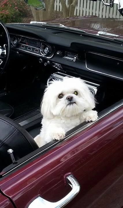 20 travelling shih tzu tips better journey-shih tzu in car