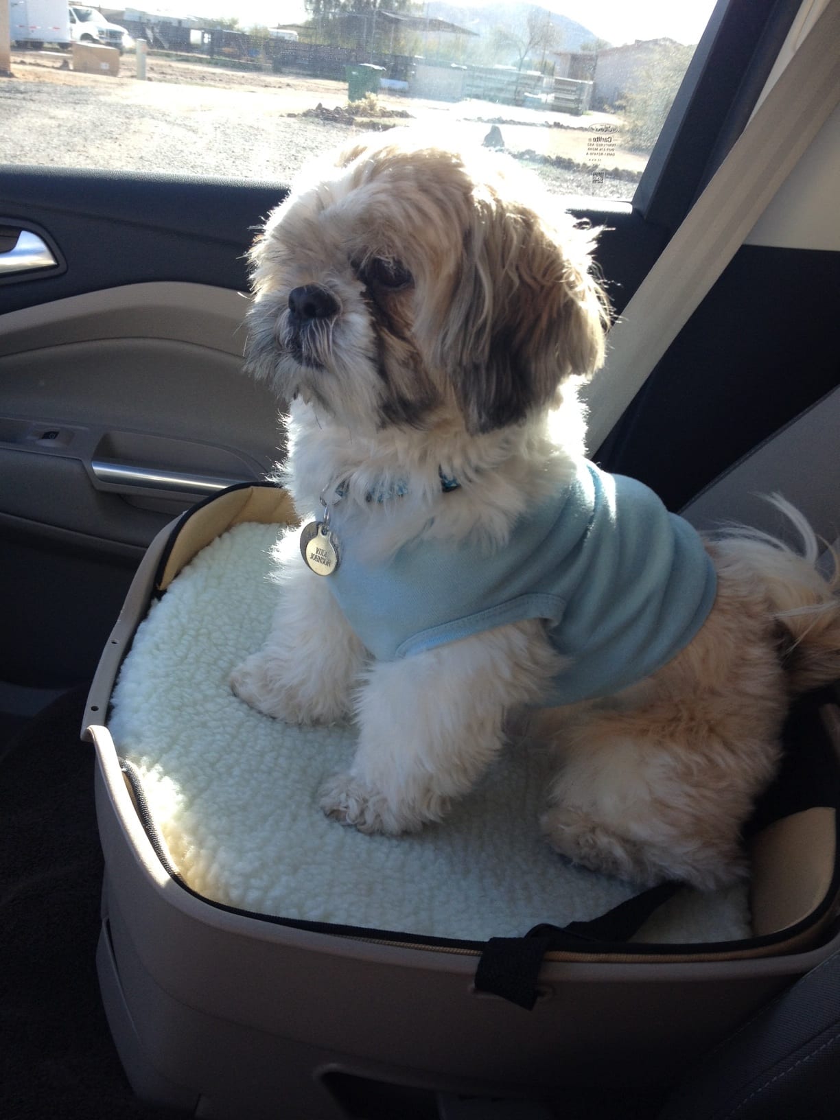 Shih tzu in seatbelt