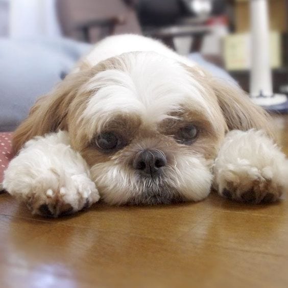 Motion sickness shih tzu