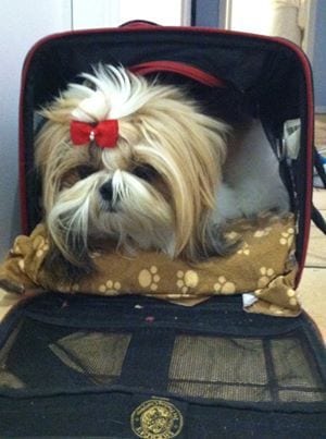 Shih tzu pre-travel