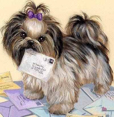 Shih tzu ID