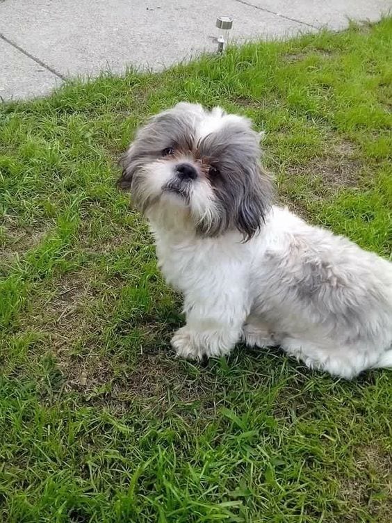 Shih tzu staring-microphone,