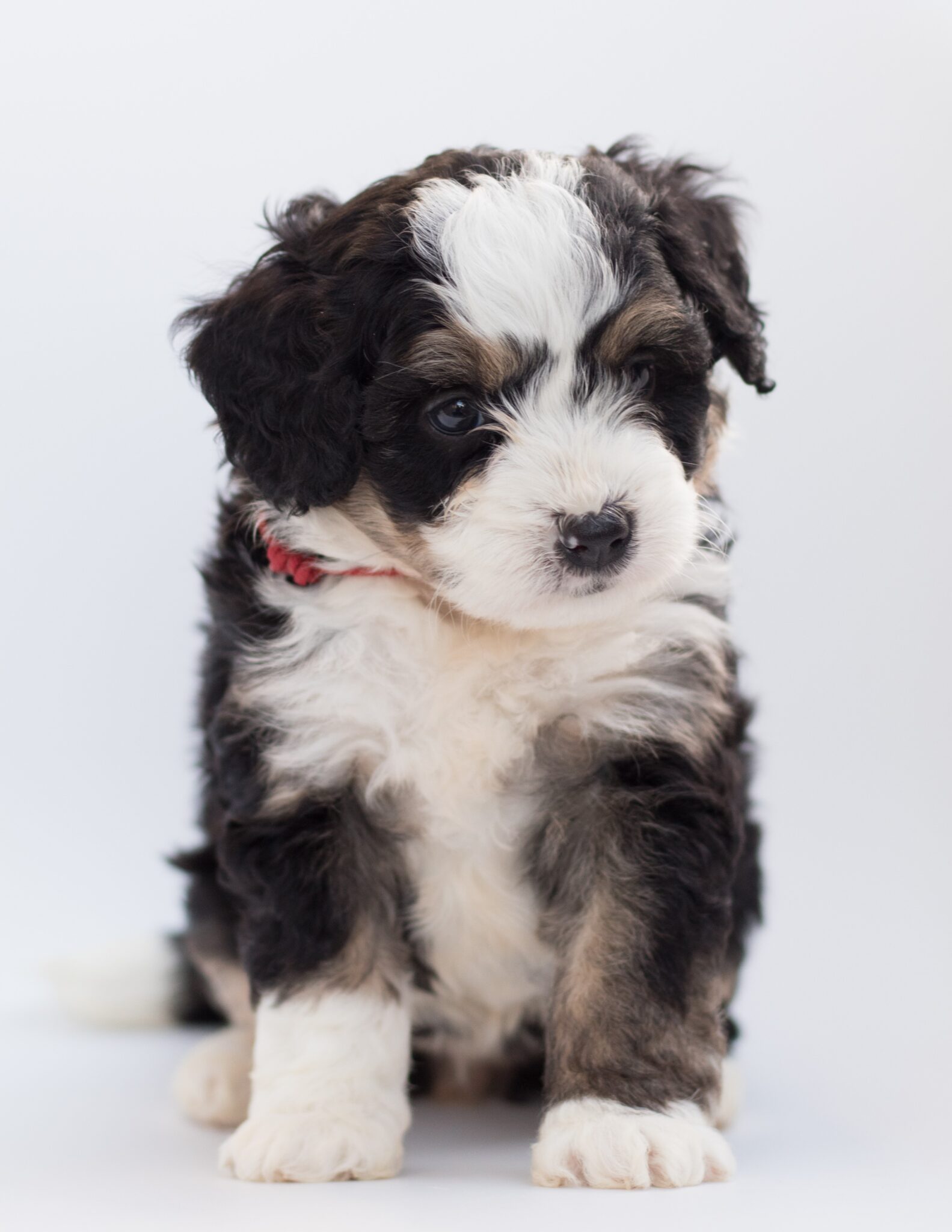 Shih Tzu Puppies Playing With Toys