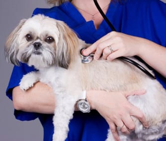 8 Ways To Be A Good Shih Tzu Parent - Vaccines on time