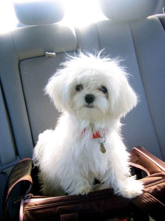 Shih tzu car ride