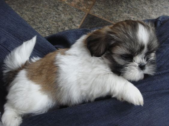 Vomiting - signs Shih Tzu not well