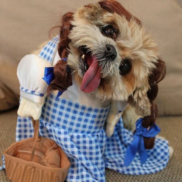 Movie Inspired Shih Tzu costumes -Wizard of the Oz – Dorothy