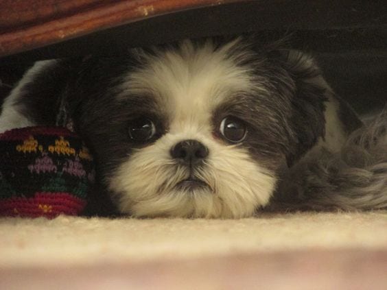 Human Behaviors That Annoy Shih Tzus - Yelling