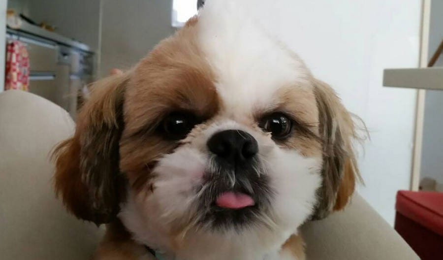 Shih tzu looking 