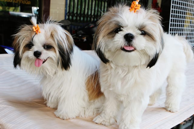 How to care for my shih tzu puppy