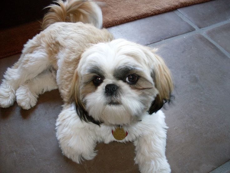 how old is my shih tzu in human