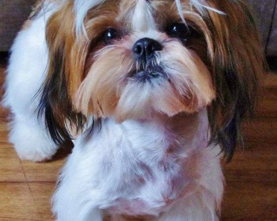 11 Human Foods – Safe For Shih Tzus To Eat