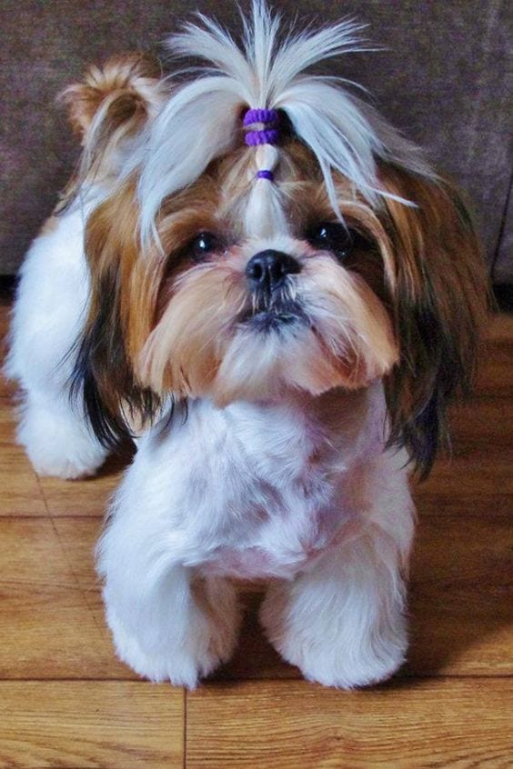 10 Human Foods That Are Safe For Shih Tzus To Eat Shih Tzu Buzz