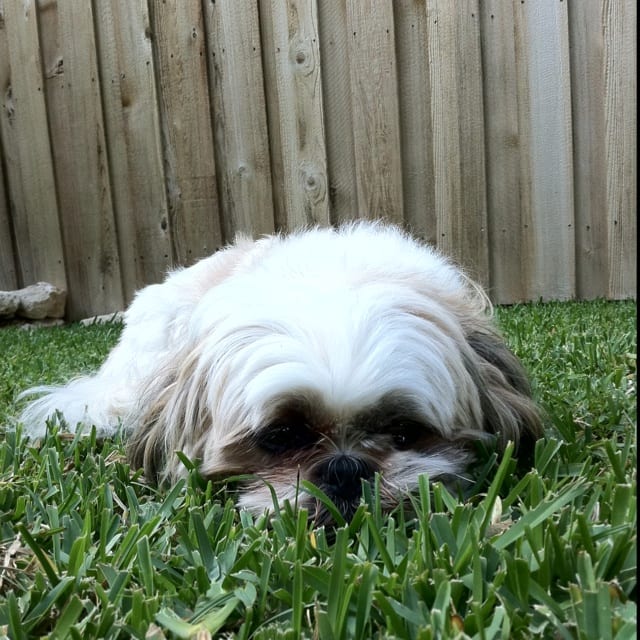 Hazy eyes - Aging Signs Every Shih Tzu Owner Needs To Look For