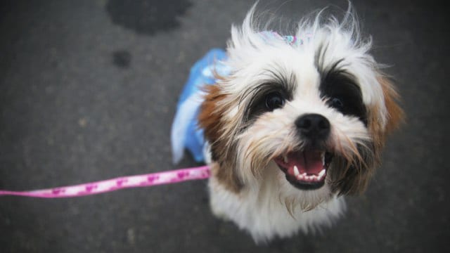 Happy shih tzu