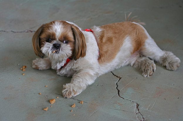 Watch the weight - Tips To Take Care Of Your Senior Shih Tzu