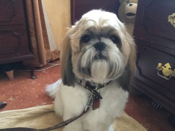 Unresponsive to your commands- Aging Signs Every Shih Tzu Owner Needs To Look For