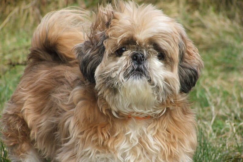 6-health-problems-which-are-common-among-shi-tzu-page-2-of-3-shih-tzu-buzz