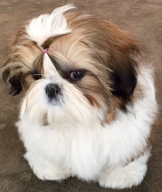 Check their eyes thoroughly - 7 tips to groom your Shih Tzu 