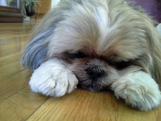 Slowing down -  Aging Signs Every Shih Tzu Owner Needs To Look For