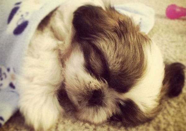 Accommodate their needs - Tips To Take Care Of Your Senior Shih Tzu