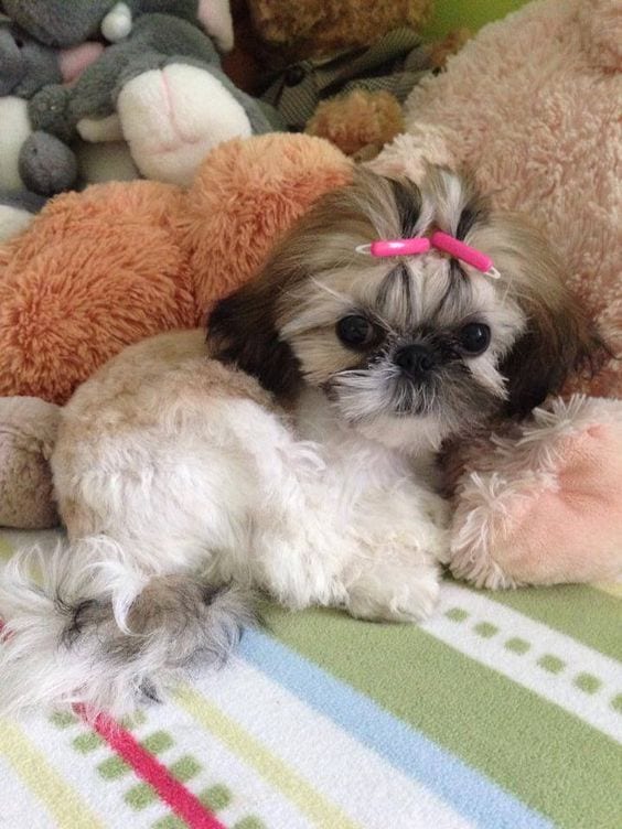 Make it pleasant for them - 7 tips to groom your Shih Tzu 