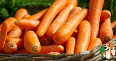 Carrots - safe for Shih Tzus 