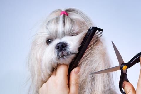 Brush up - 7 tips to groom your Shih Tzu 
