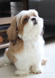 Difficulty while moving around - Aging Signs Every Shih Tzu Owner Needs To Look For