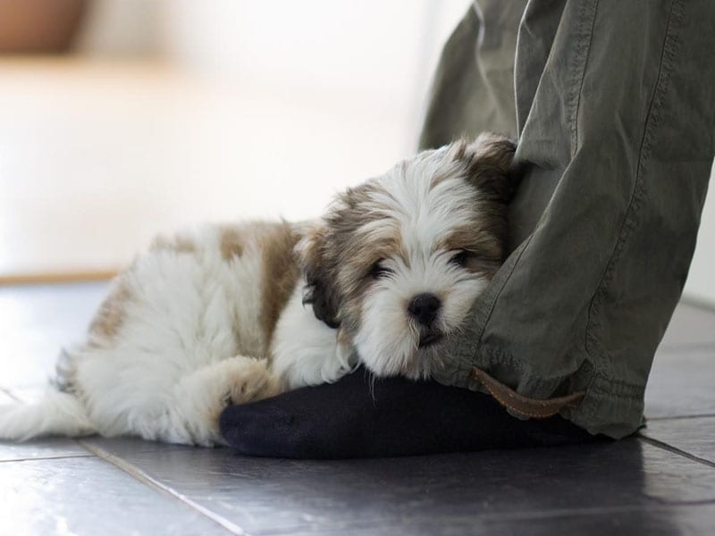Sleeping heavily -  Aging Signs Every Shih Tzu Owner Needs To Look For