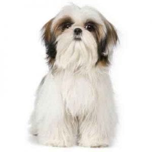 7 tips to groom your Shih Tzu easily - Shih Tzu Buzz