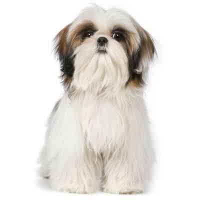 7 tips to groom your Shih Tzu 