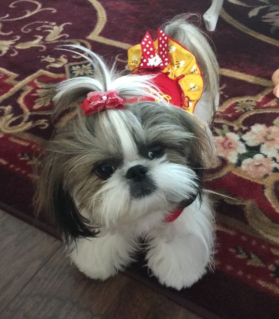 Choose your products wisely - 7 tips to groom your Shih Tzu 