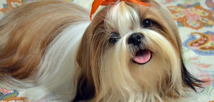 Restrict the grooming time to 5 minutes - 7 tips to groom your Shih Tzu 