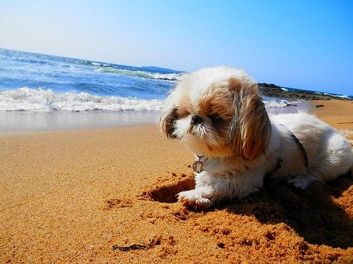 Shih tzu on sand