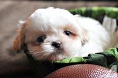 Shih tzu on basket