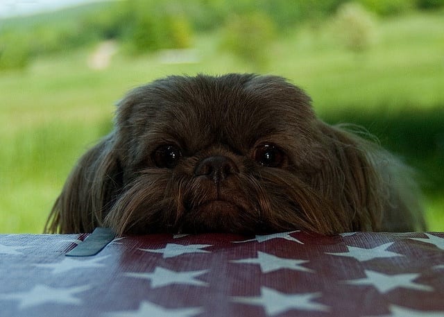 Shih tzu on table